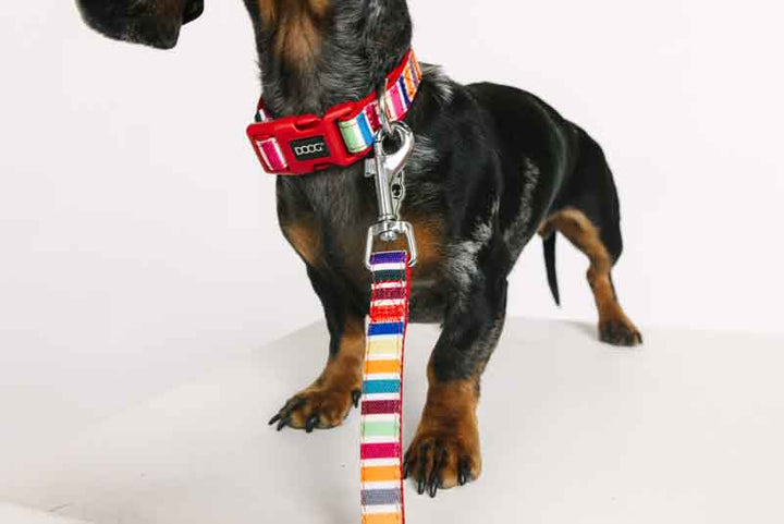 Neoprene Dog Collar