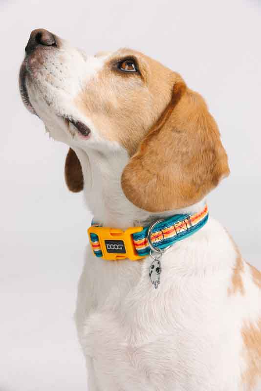Neoprene Dog Collar