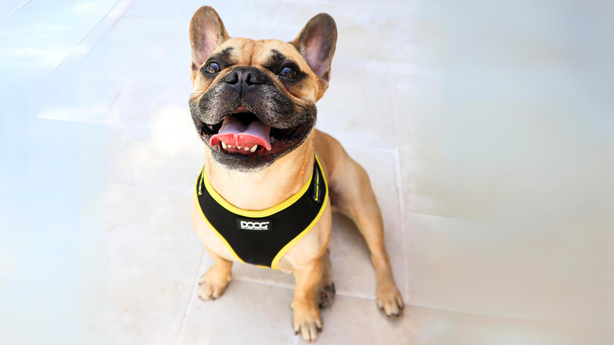 Doog Spring DOOG Official Site - Dog Owners Outdoor Gear – DOOG (Dog Owners Outdoor ...
