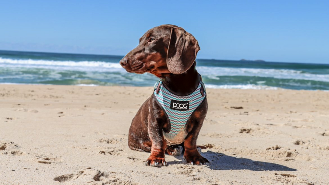 Neoflex Harness