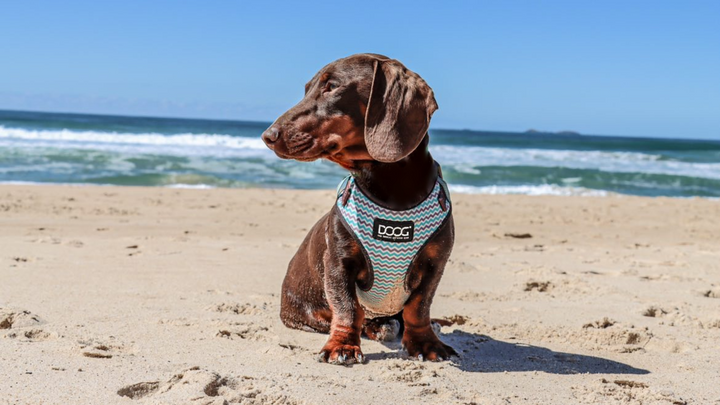 Neoflex Harness