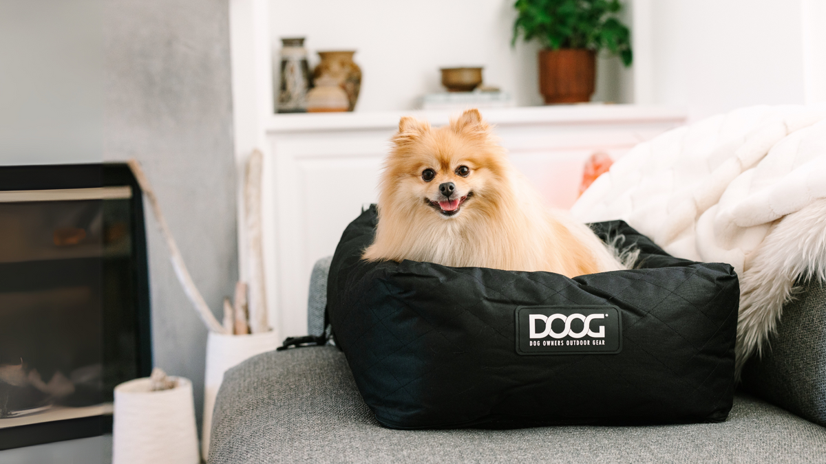 Doog Spring DOOG Official Site - Dog Owners Outdoor Gear – DOOG (Dog Owners Outdoor ...