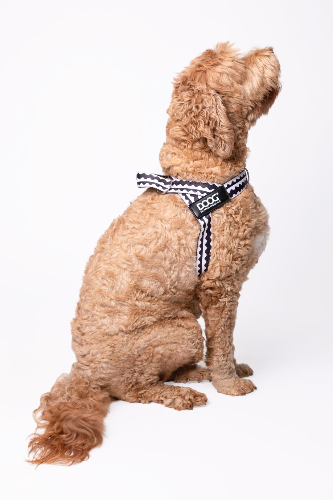 Quick-Clip Harness
