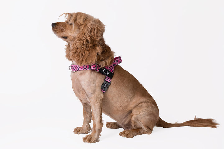 Quick-Clip Harness