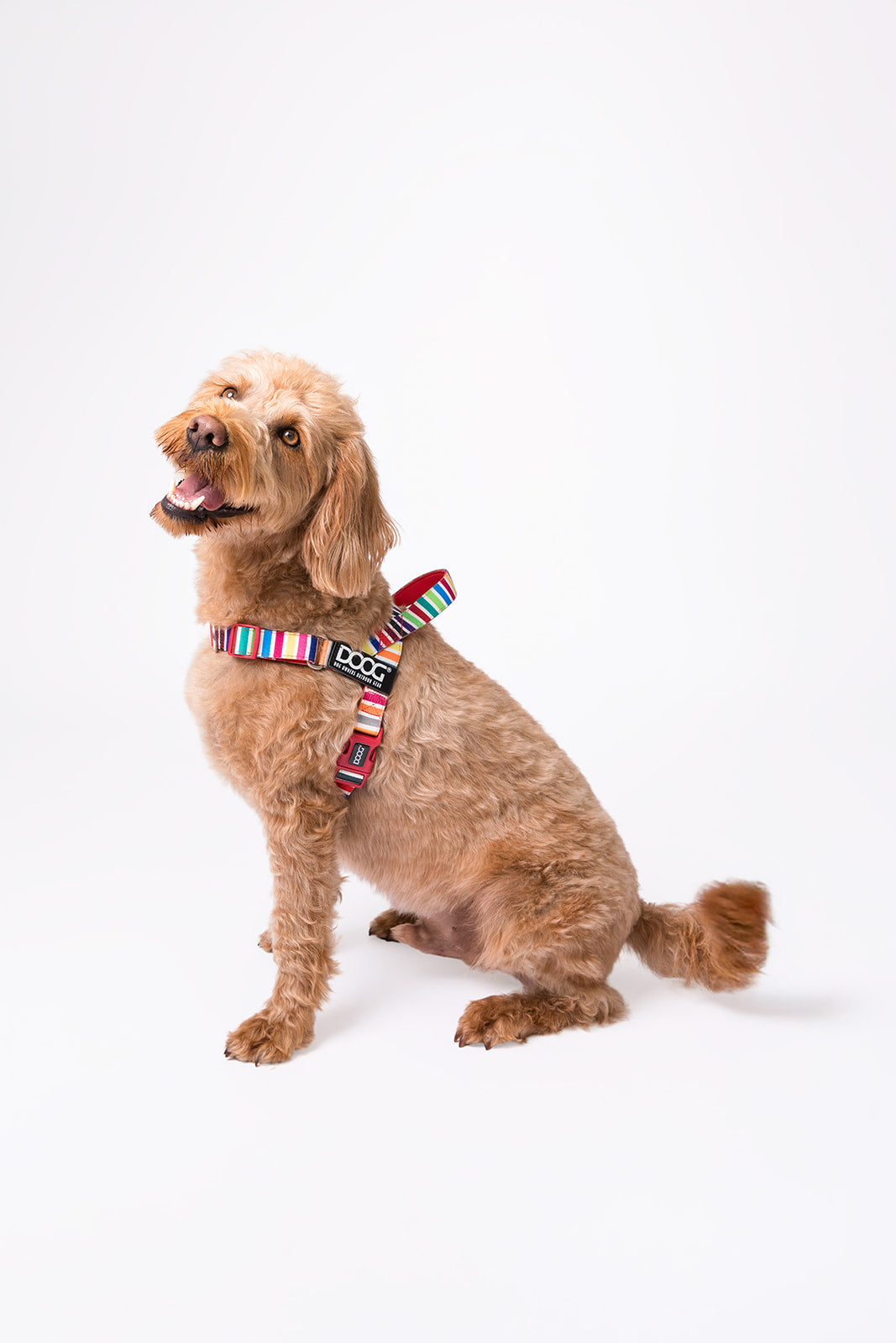 Quick-Clip Harness