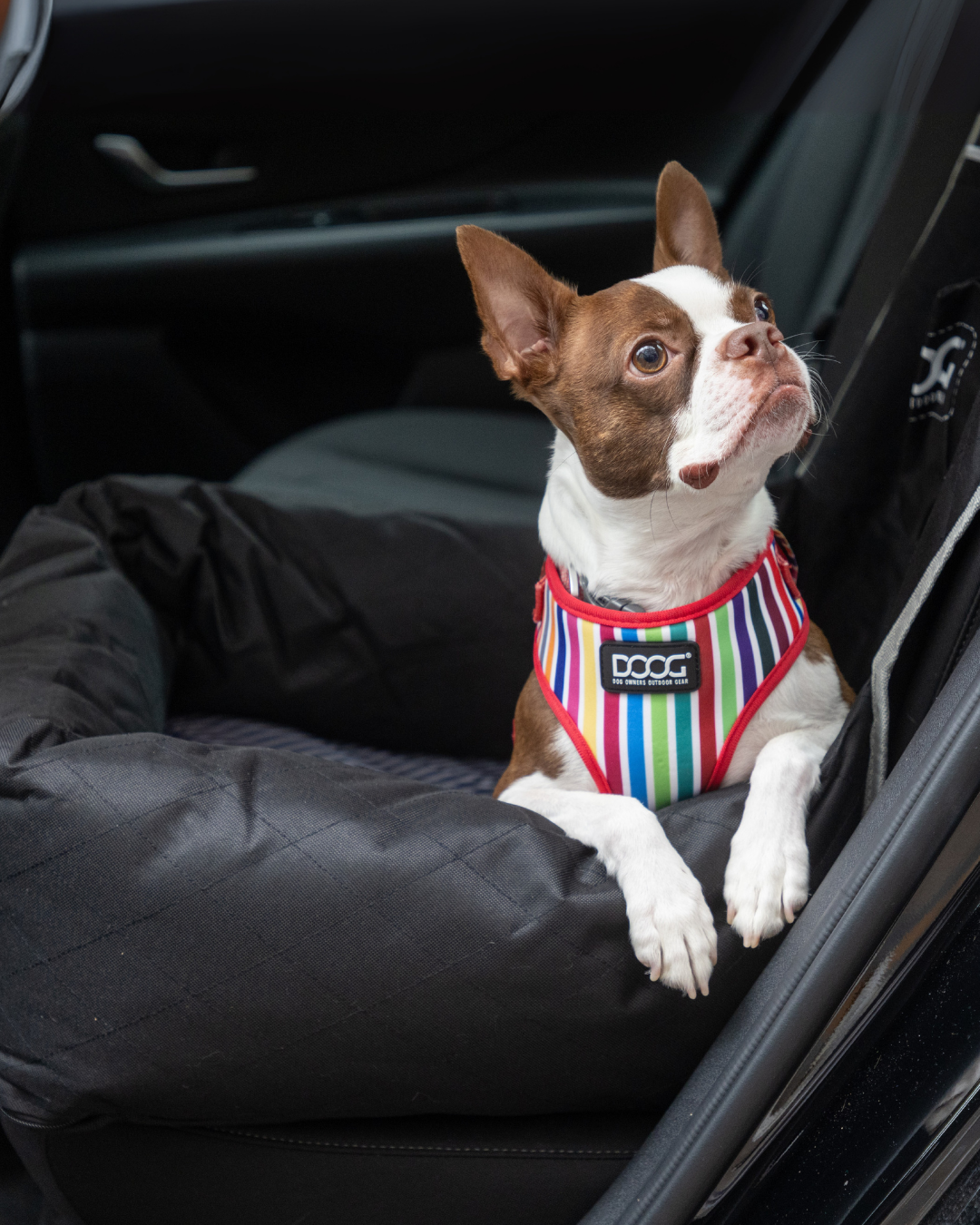 Neoflex Harness