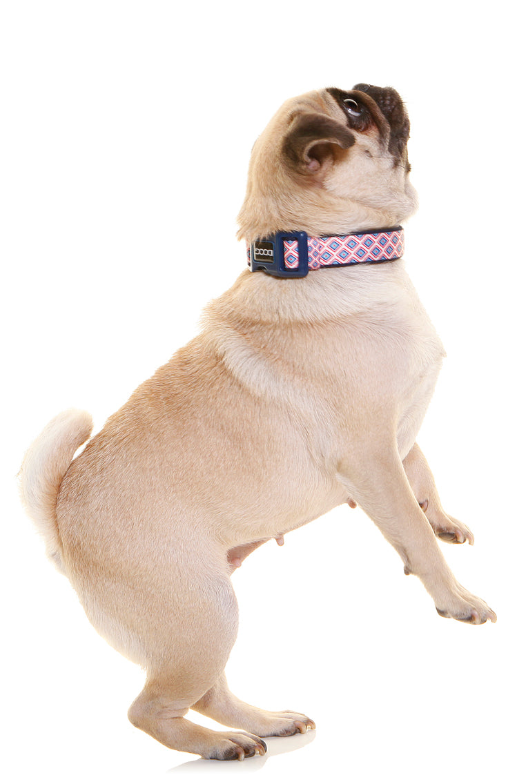 Neoprene Dog Collar