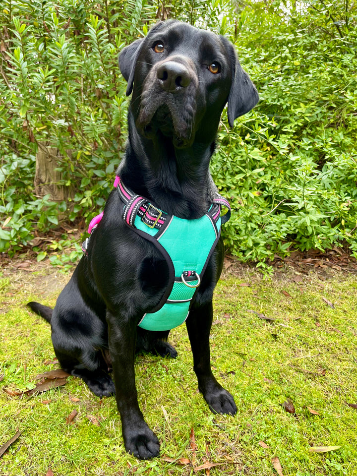 Neotech Harness