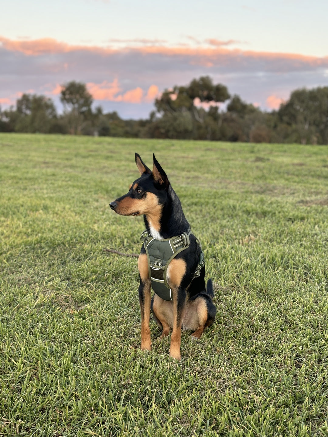 Neotech Harness