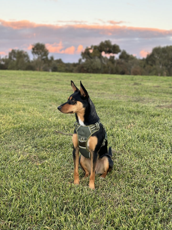 Neotech Harness