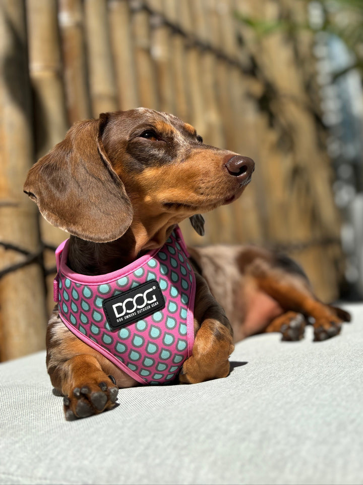 Neoflex Harness