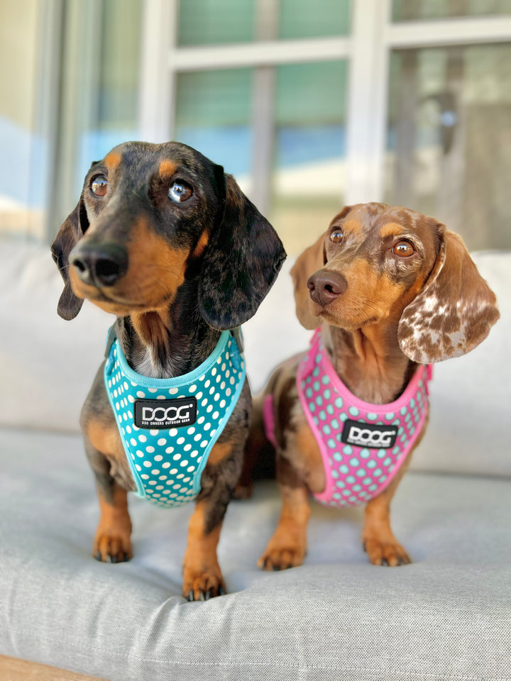 Neoflex Harness