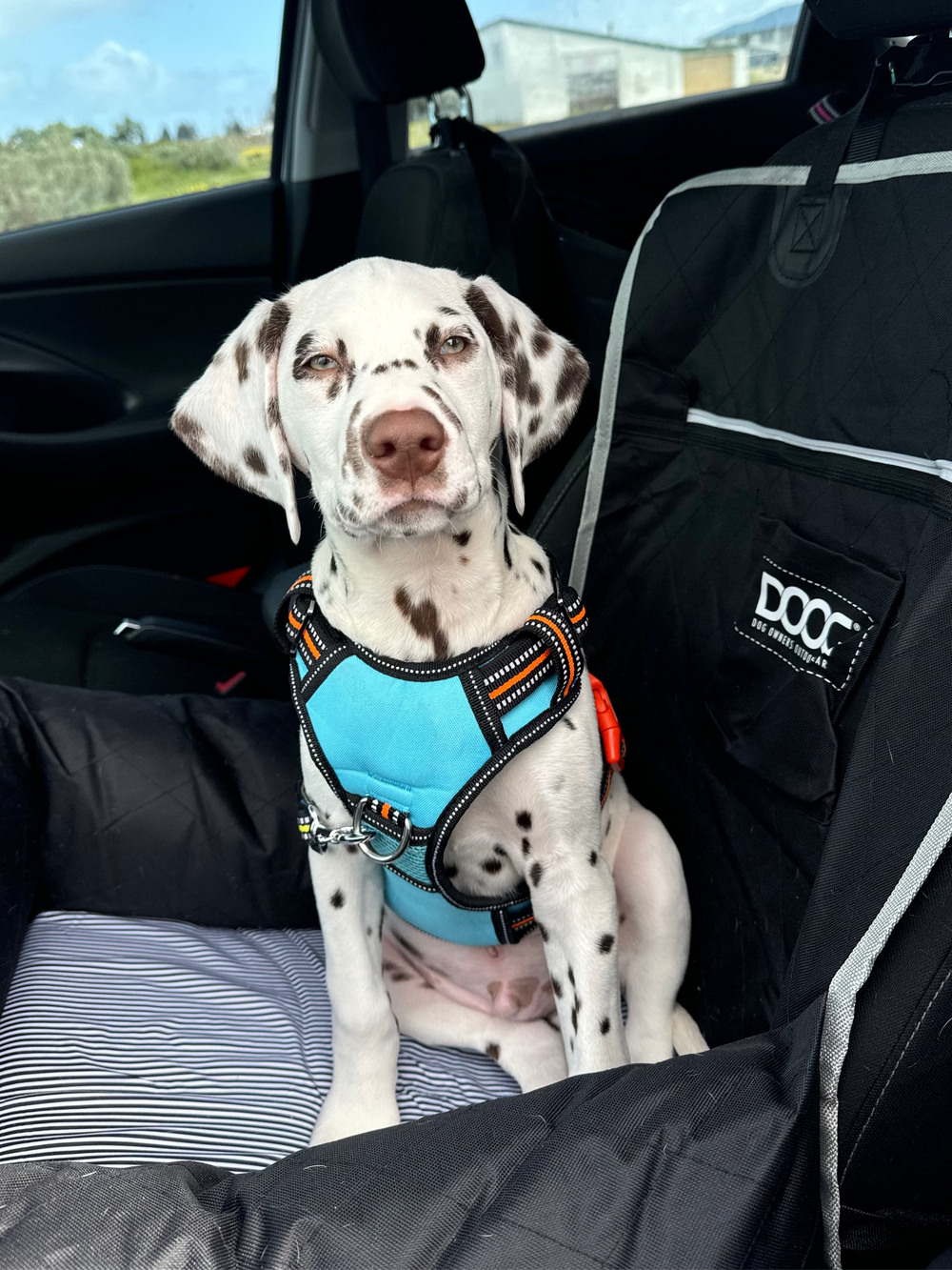 Dog Car Seat - Small to Medium