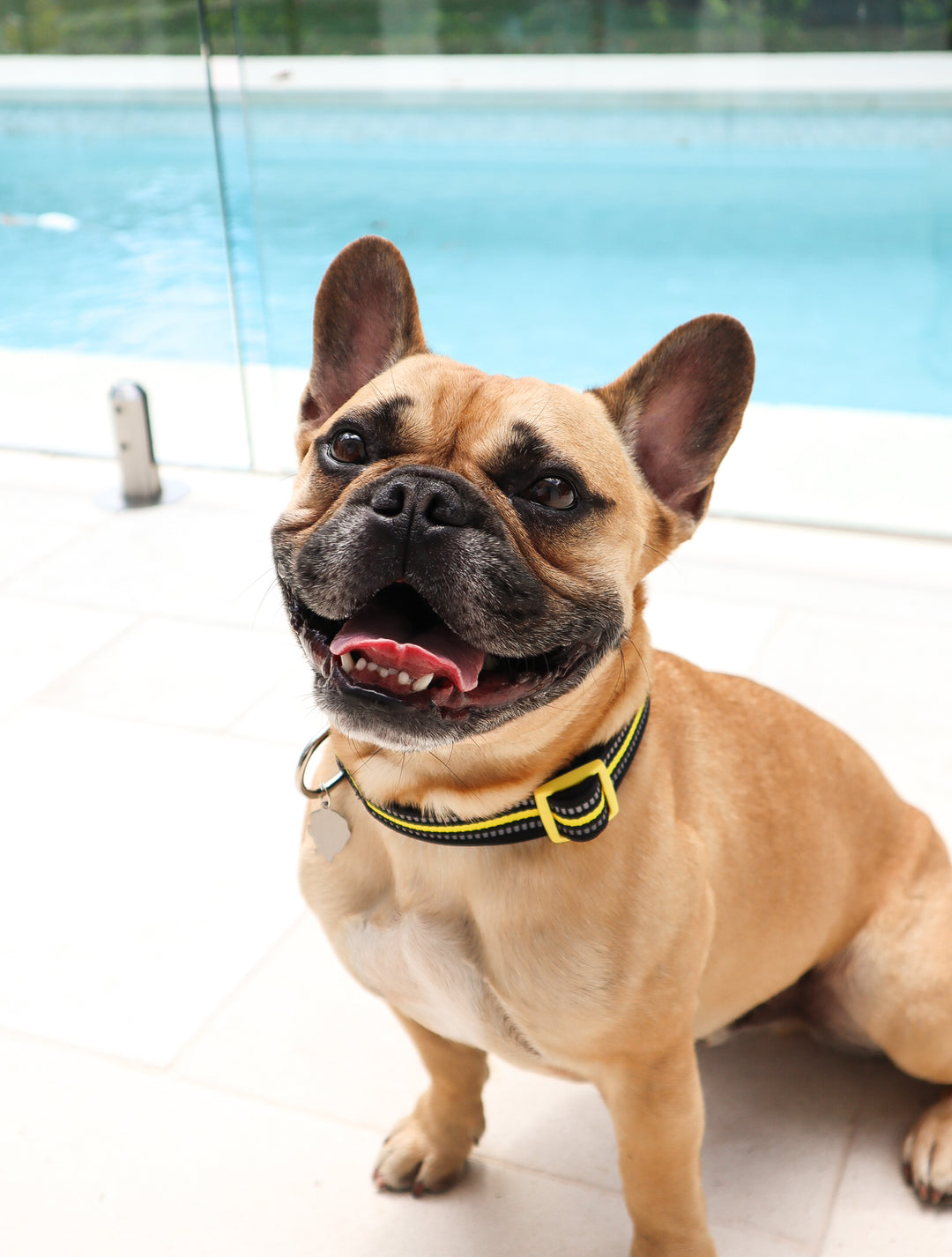 Neoprene Dog Collar
