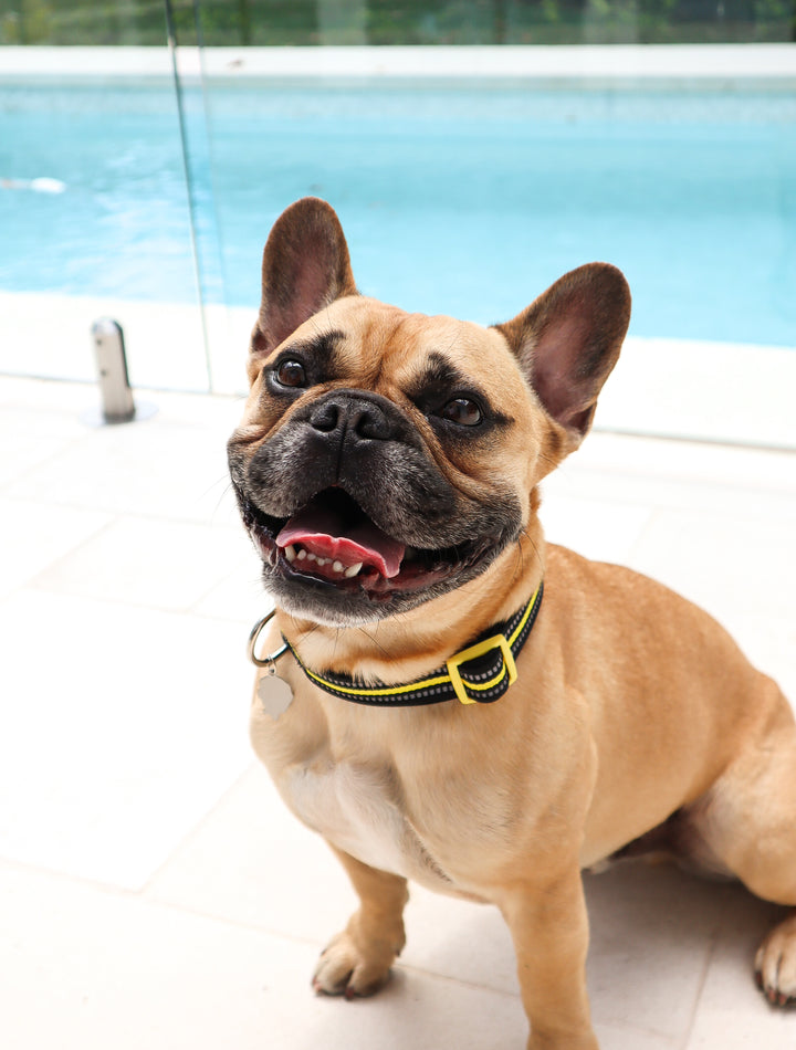 Neoprene Dog Collar