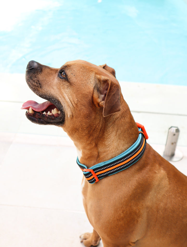 Neoprene Dog Collar