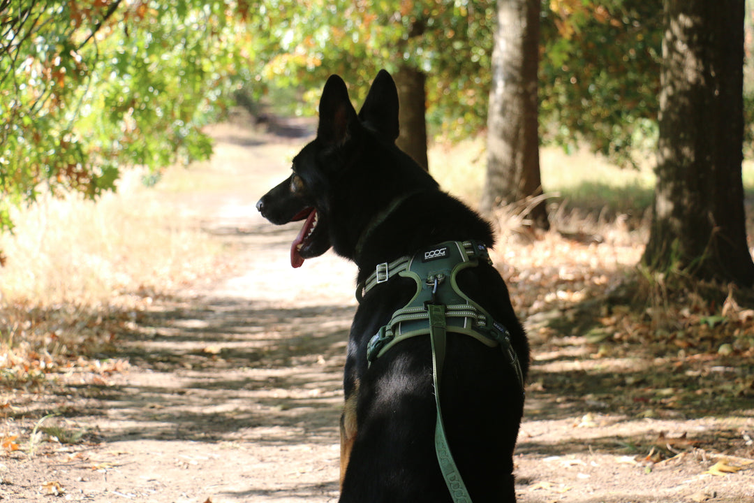 Neotech Harness