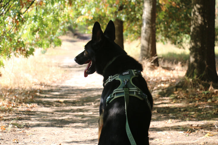 Neotech Harness