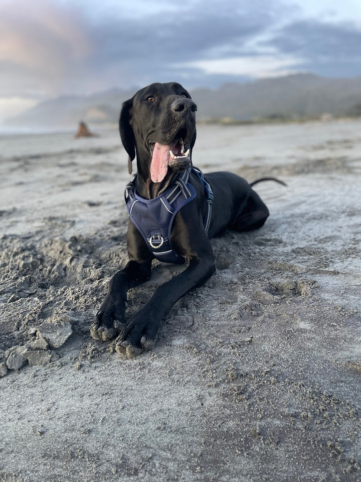 Neotech Harness