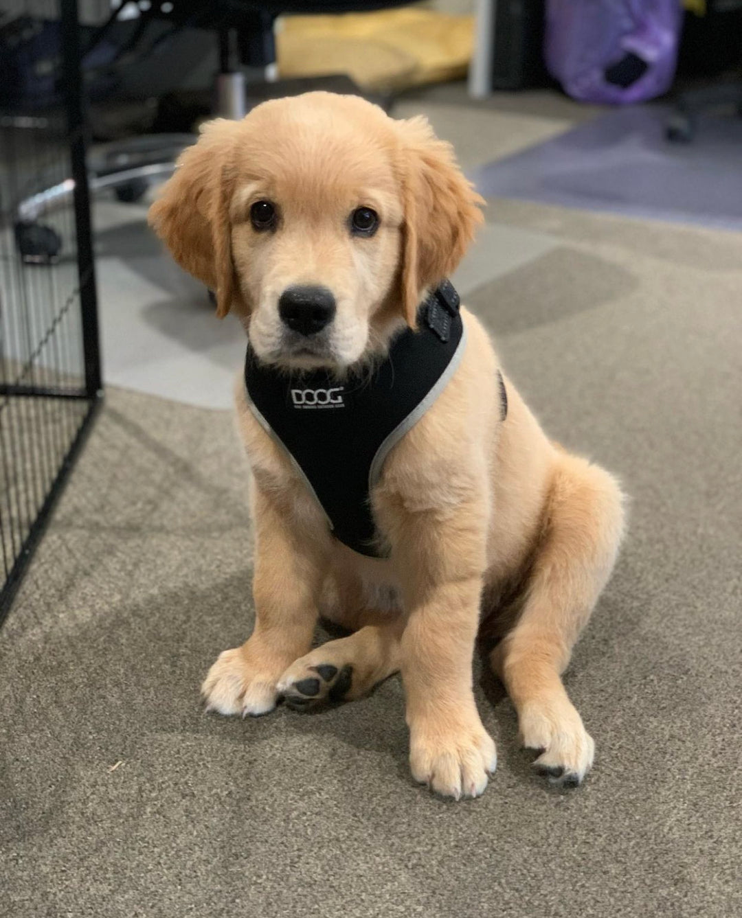 Neoflex Harness