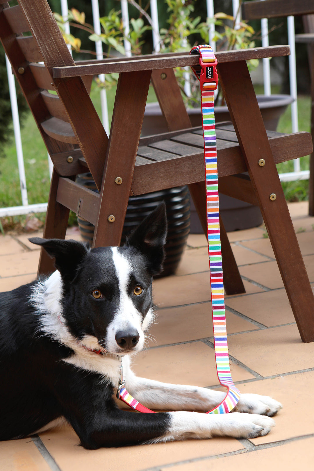 Clip-It Dog Leash