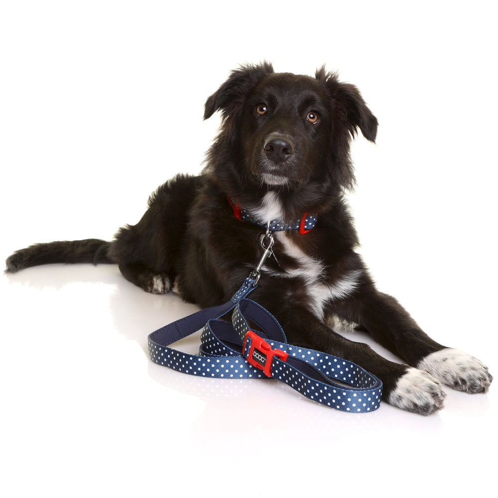 'Clip It' Neoprene Dog Lead - Stella