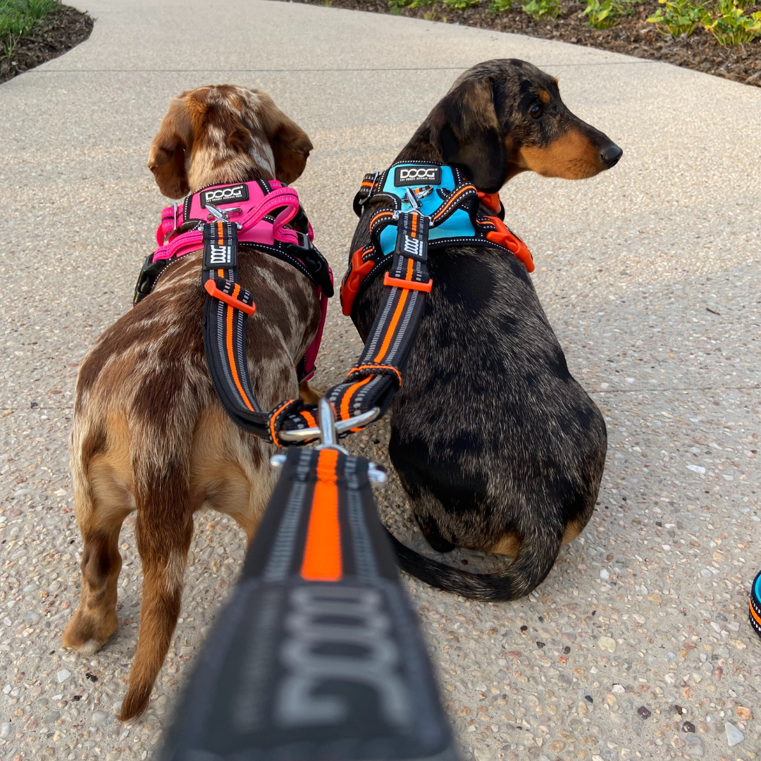 Dual Walker Leash - BOLT