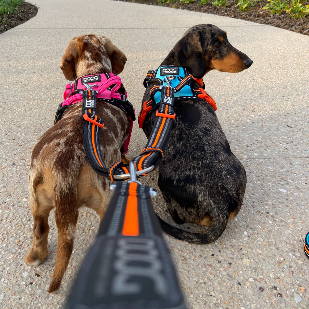 Dual Leash