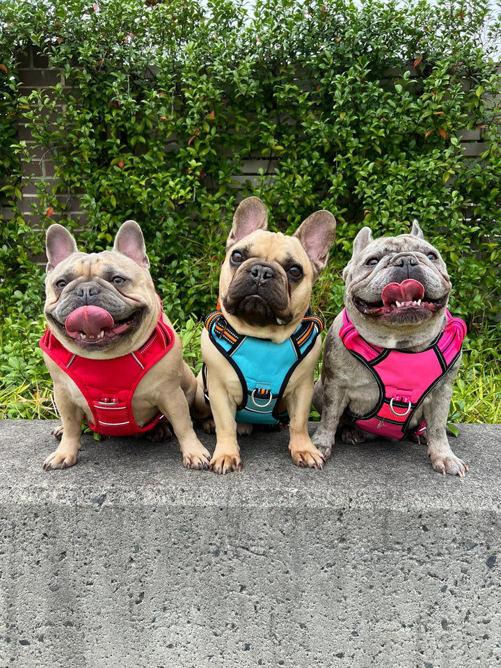Neotech Harness