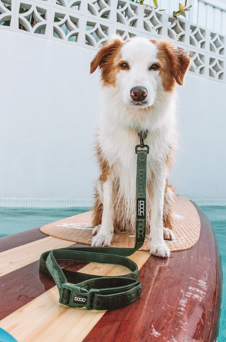 Clip-It Dog Leash