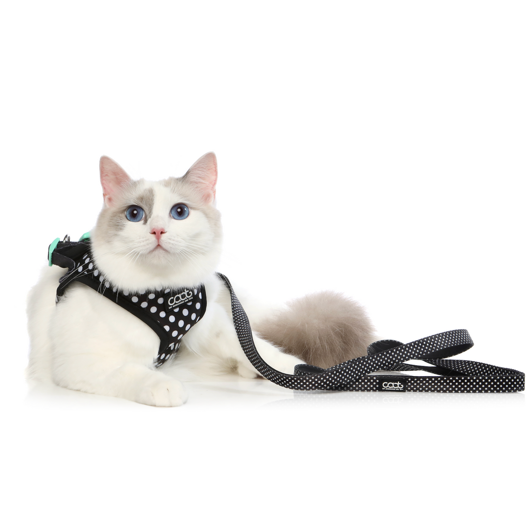 Cat Harness & Leash Combo