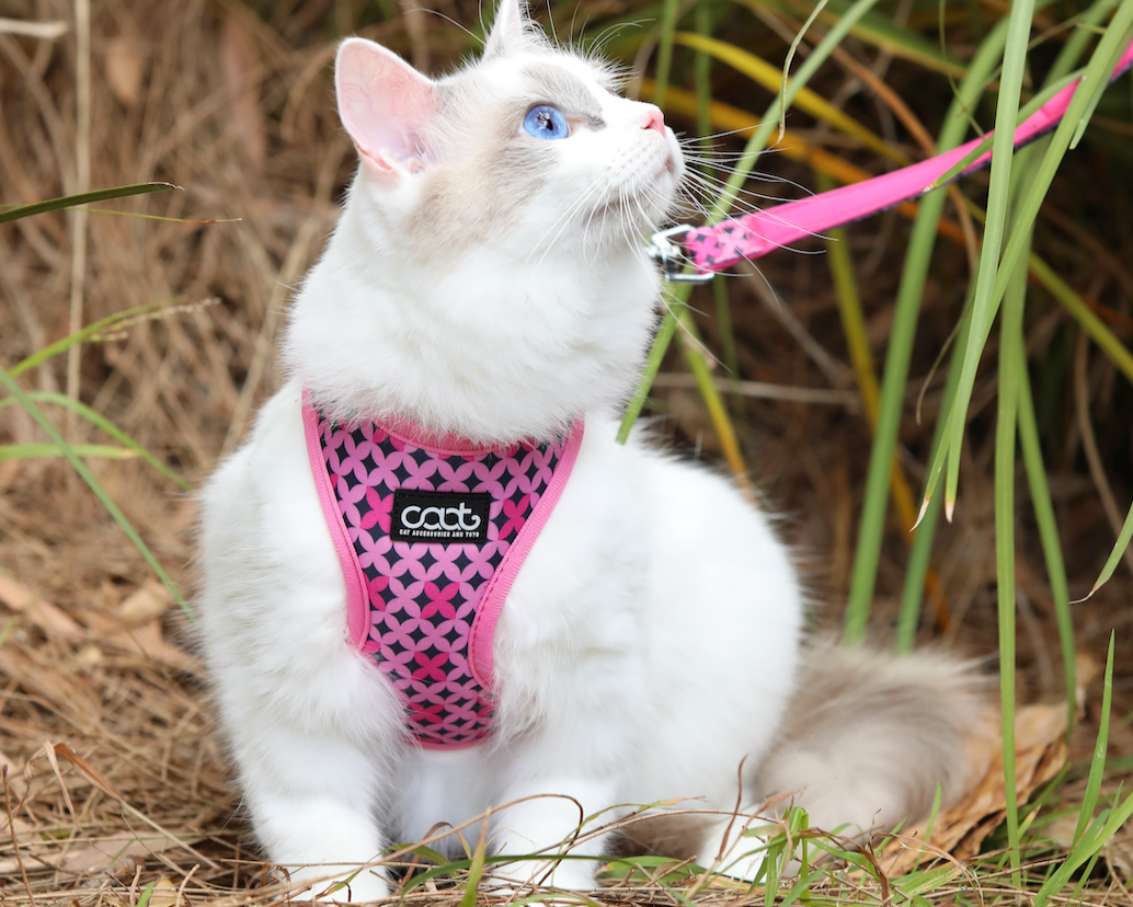 White cat wearing a pink harness and leash in a natural setting