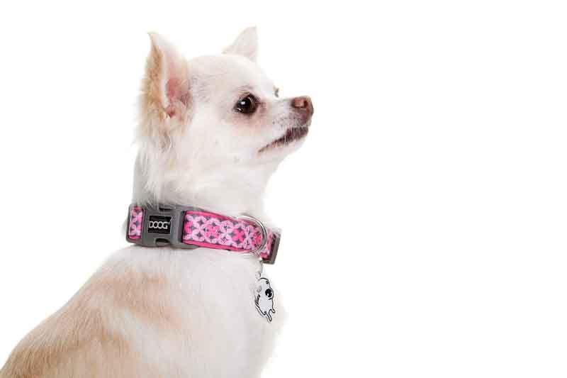 Neoprene Dog Collar