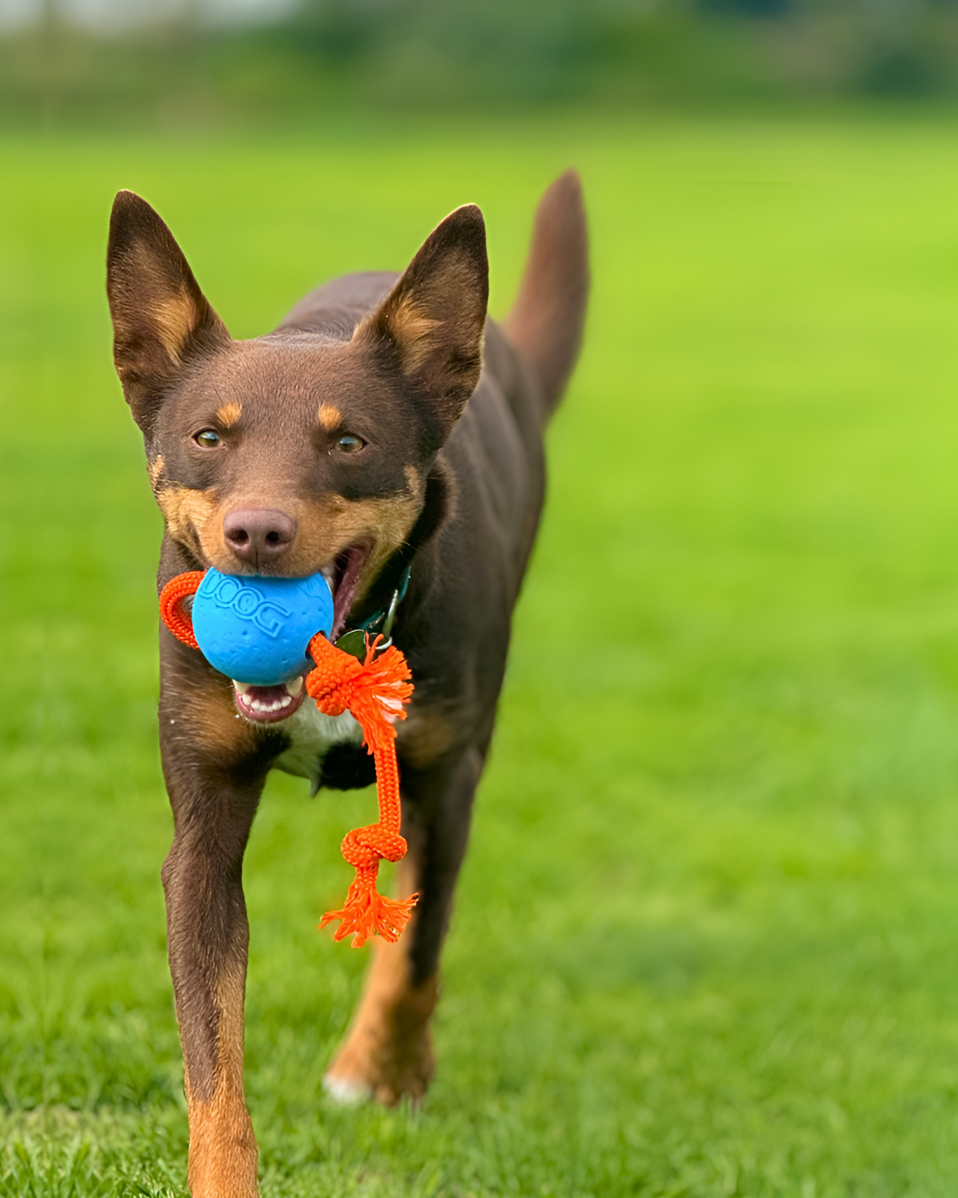 DOOG Official Site Dog Owners Outdoor Gear DOOG Dog Owners Outdoor Gear