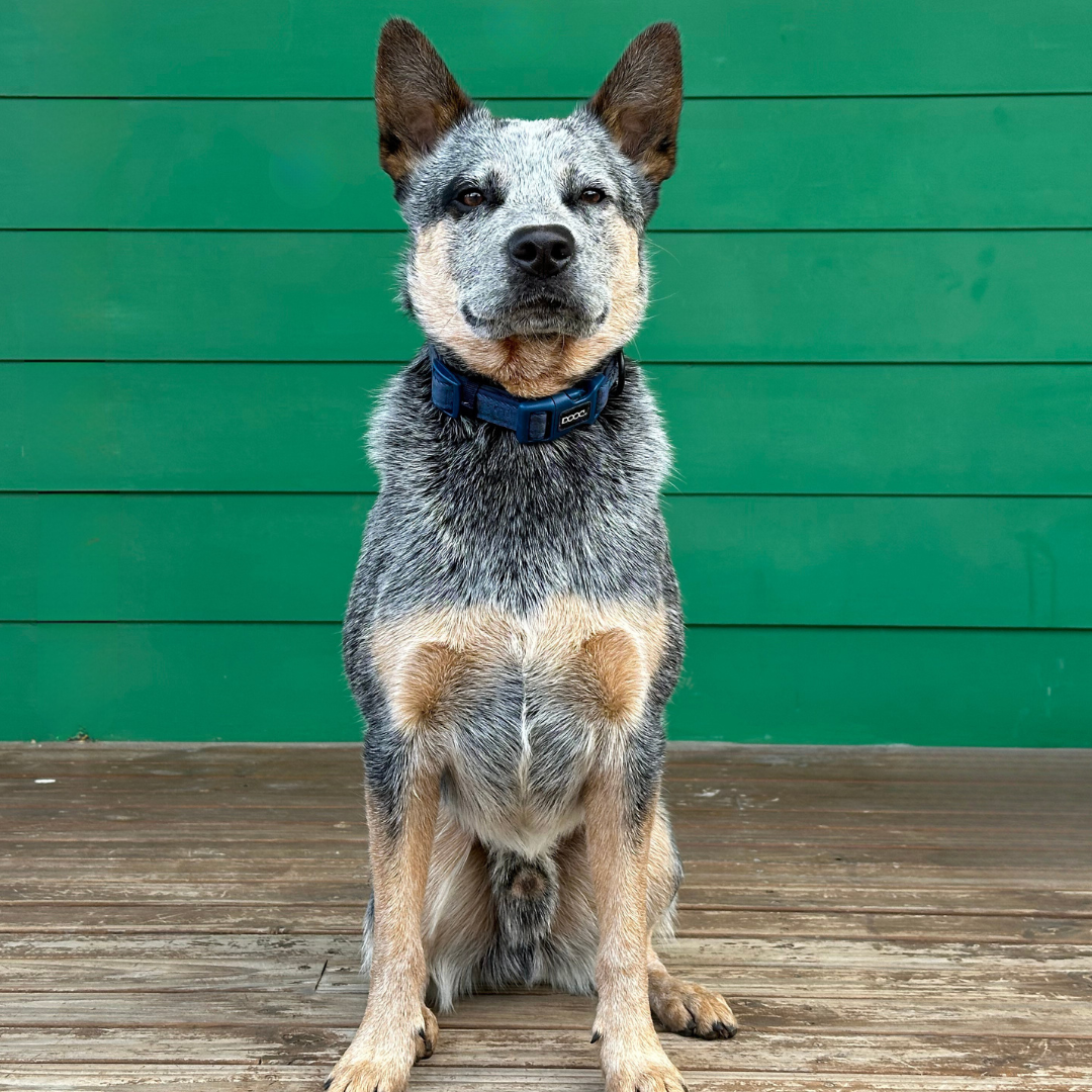 Neoprene Dog Collar