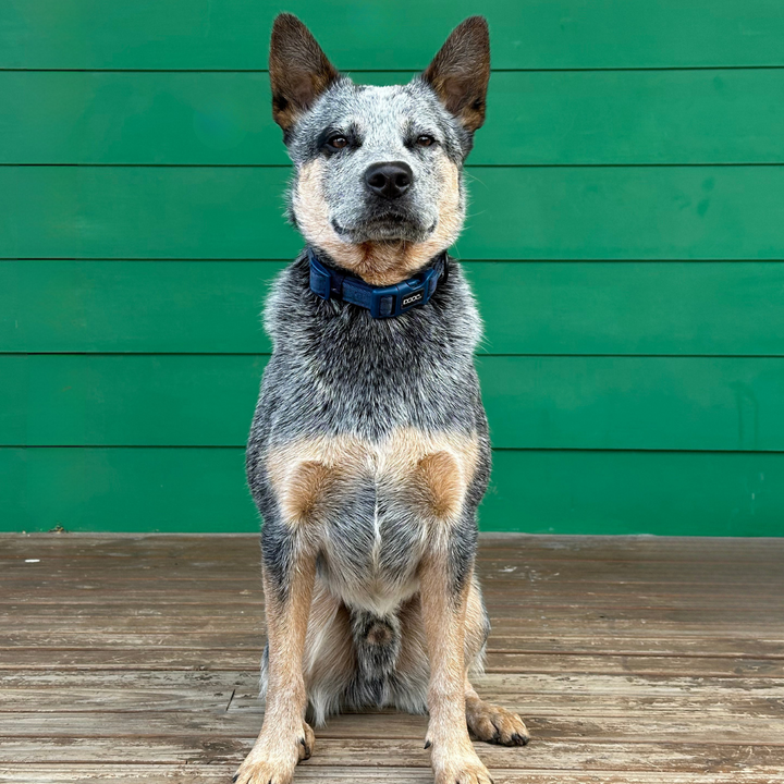 Neoprene Dog Collar
