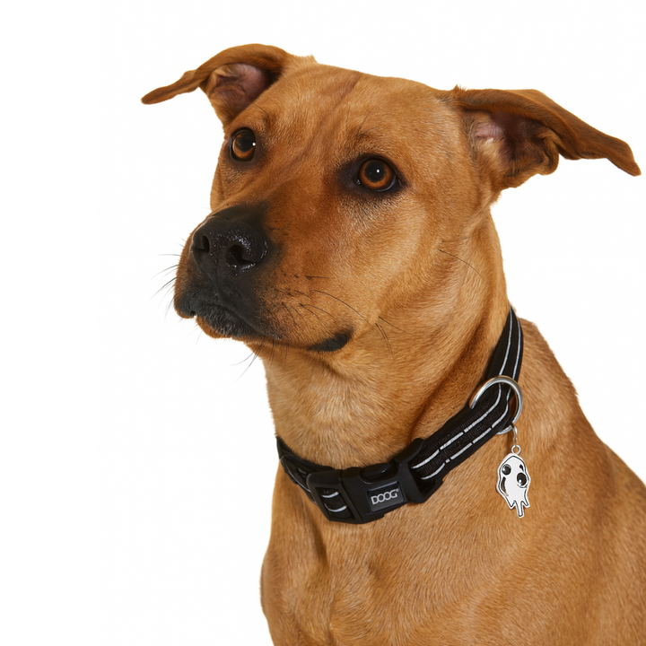 Neoprene Dog Collar