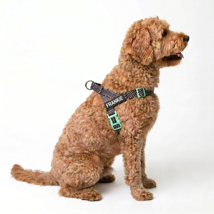 Quick-Clip Harness