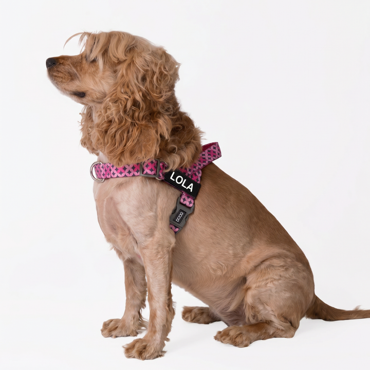 Quick-Clip Harness