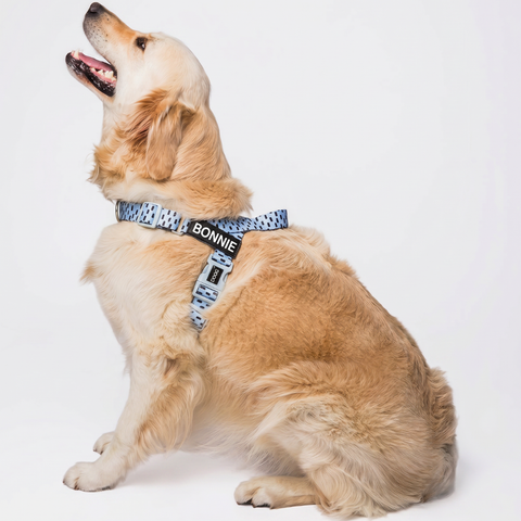 Quick-Clip Harness