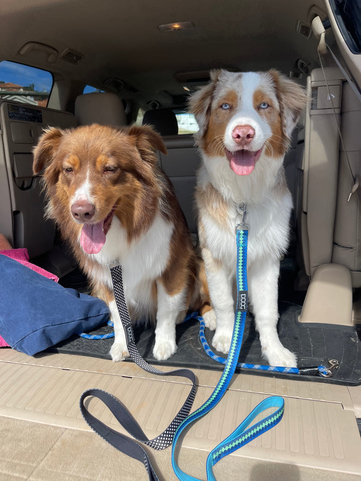 Neoprene Dog Leash