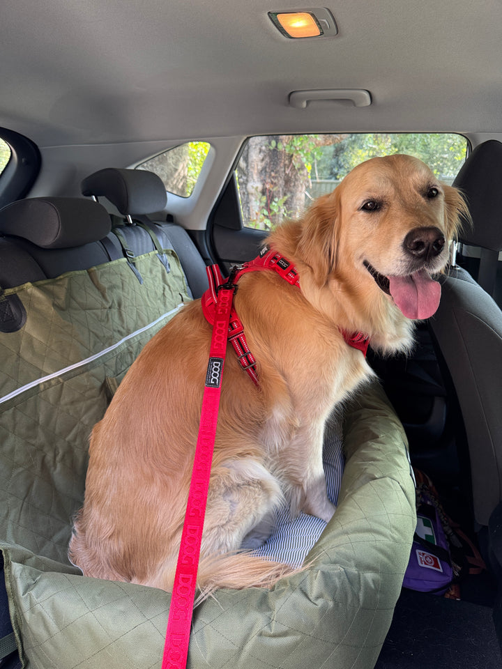 Clip-It Dog Leash