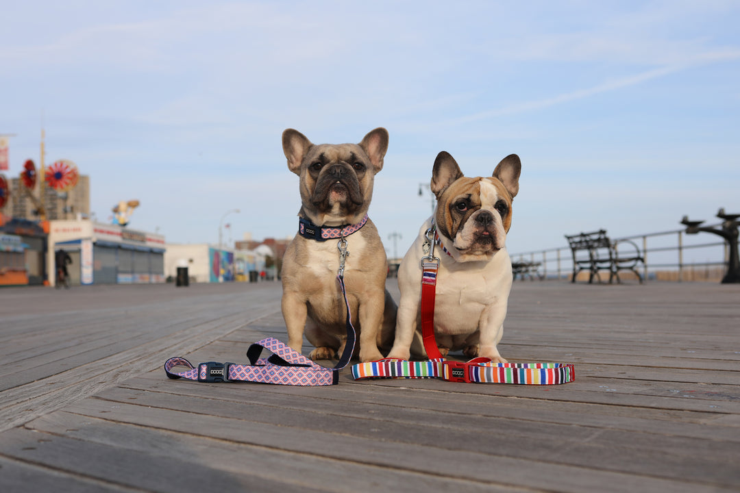 Clip-It Dog Leash