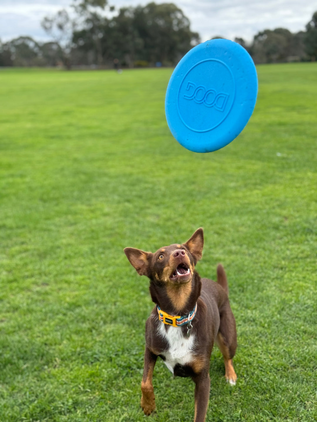 The Fetchables - Fetch A Disc