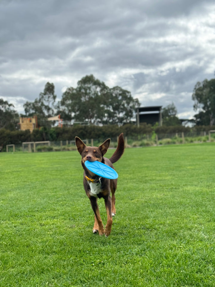 The Fetchables - Fetch A Disc