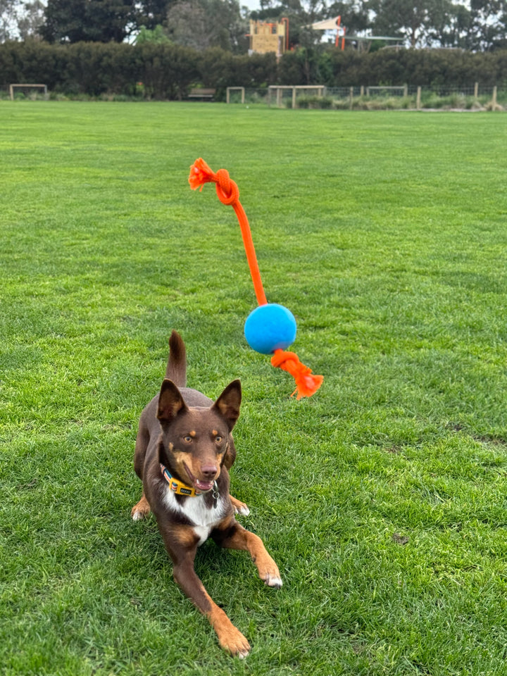 The Fetchables - Fetch & Tug Ball