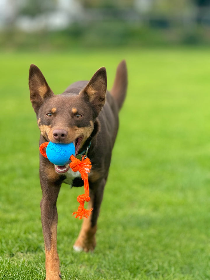 The Fetchables - Fetch & Tug Ball
