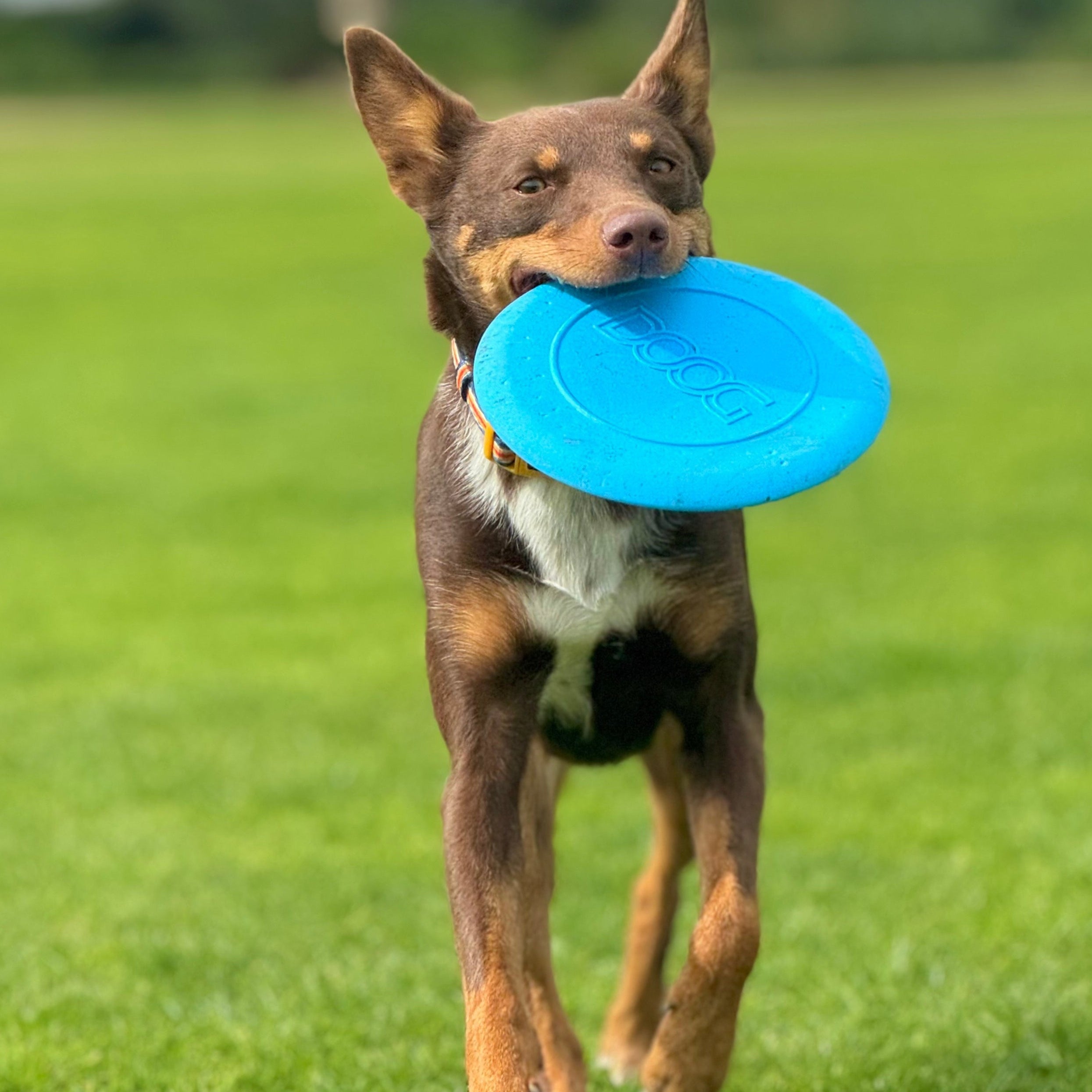 Dog running on grass with a blue Fetchable Disc in its mouth