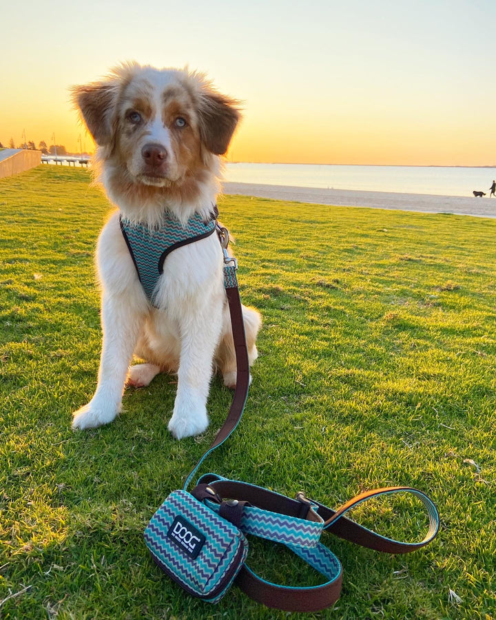 Clip-It Dog Leash