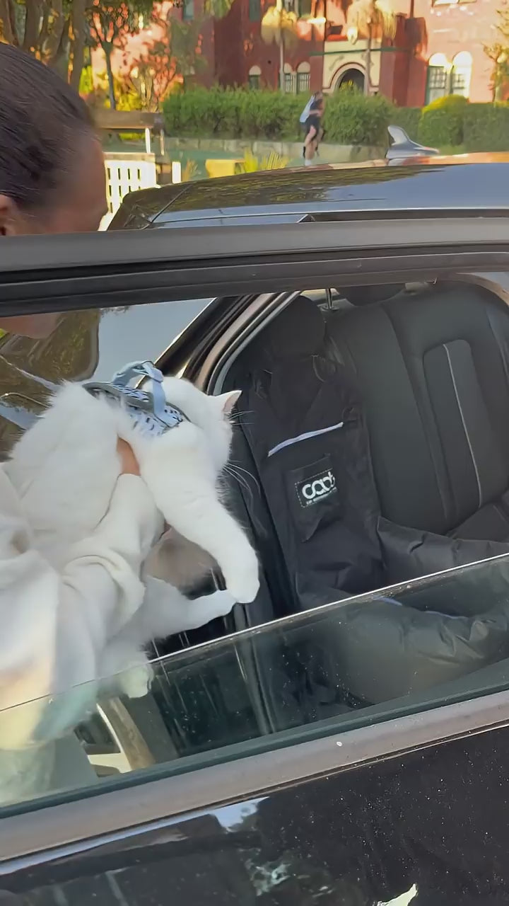 Cat Car Seat